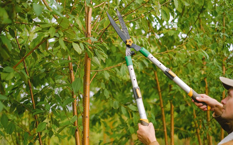 Tree trimming in Sekiu, WA